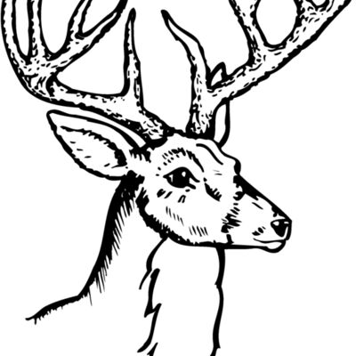 DEER017 Thumbnail